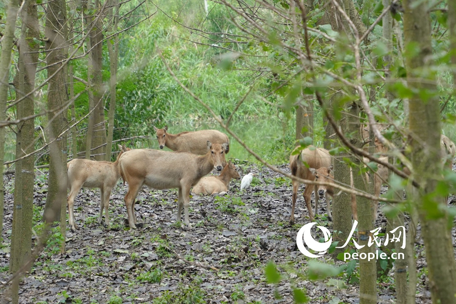 In pics: Milu deer at nature reserve in E China's Jiangsu