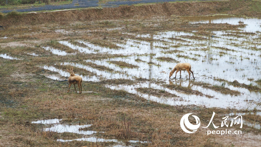 In pics: Milu deer at nature reserve in E China's Jiangsu