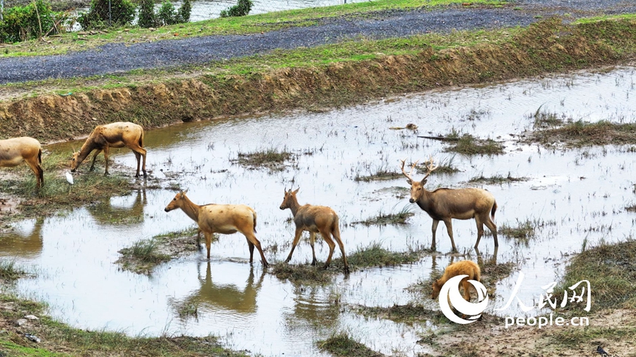 In pics: Milu deer at nature reserve in E China's Jiangsu