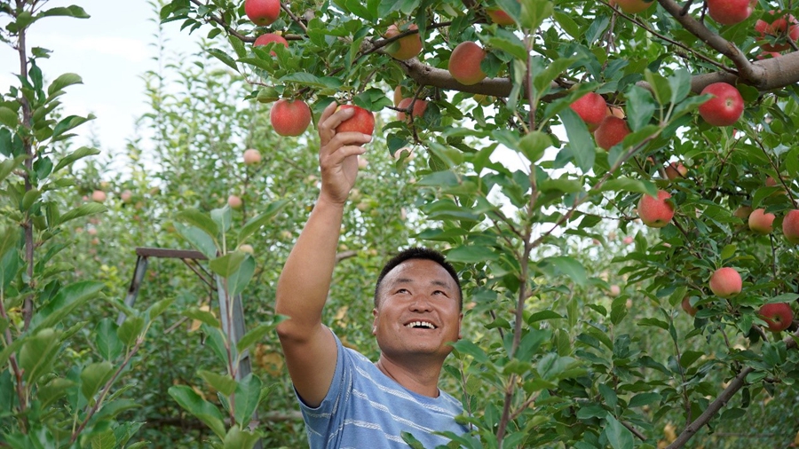 Farmers harvest apples in NW China's Shaanxi