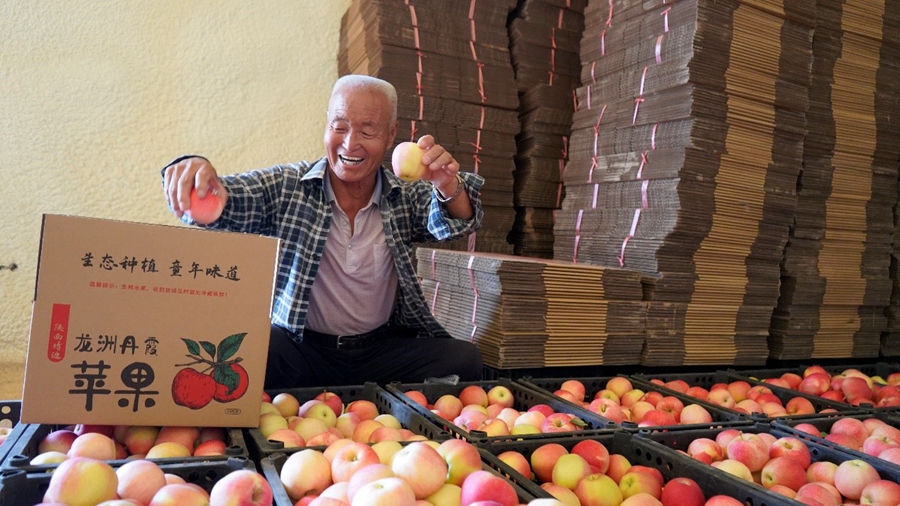 Farmers harvest apples in NW China's Shaanxi