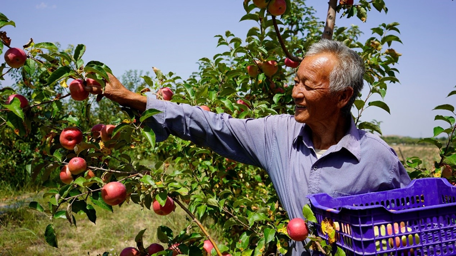 Farmers harvest apples in NW China's Shaanxi