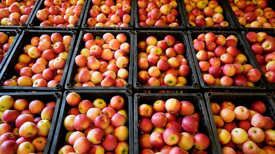 Farmers harvest apples in NW China's Shaanxi