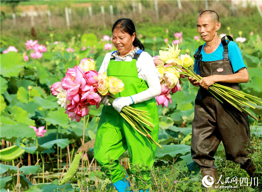 In pics: Autumn harvest in Renshou, SW China's Sichuan