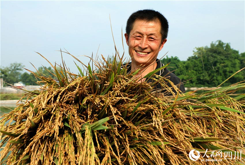 In pics: Autumn harvest in Renshou, SW China's Sichuan