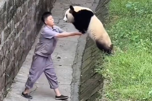 Giant panda jumps towards zoo keeper for a cuddle