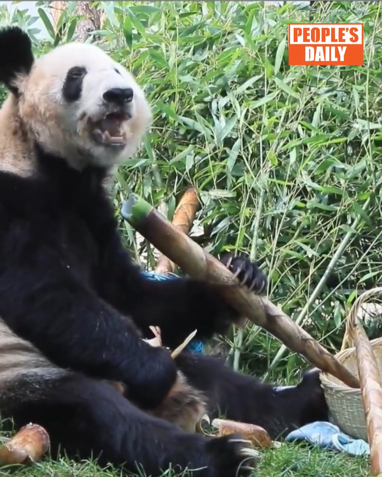 Giant panda Ya Ya enjoys her snacking