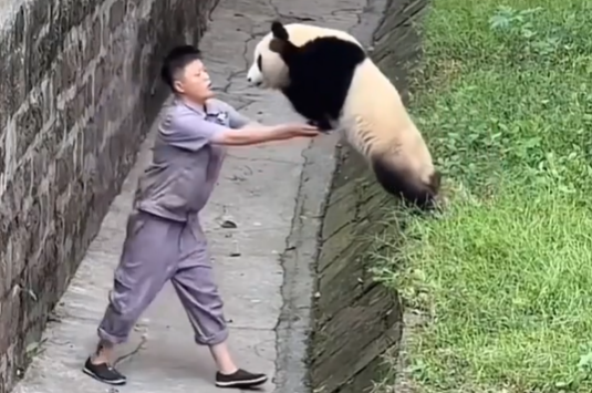 Giant panda jumps towards zoo keeper for a cuddle