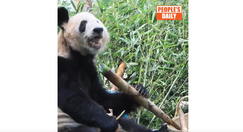 Giant panda Ya Ya enjoys her snacking