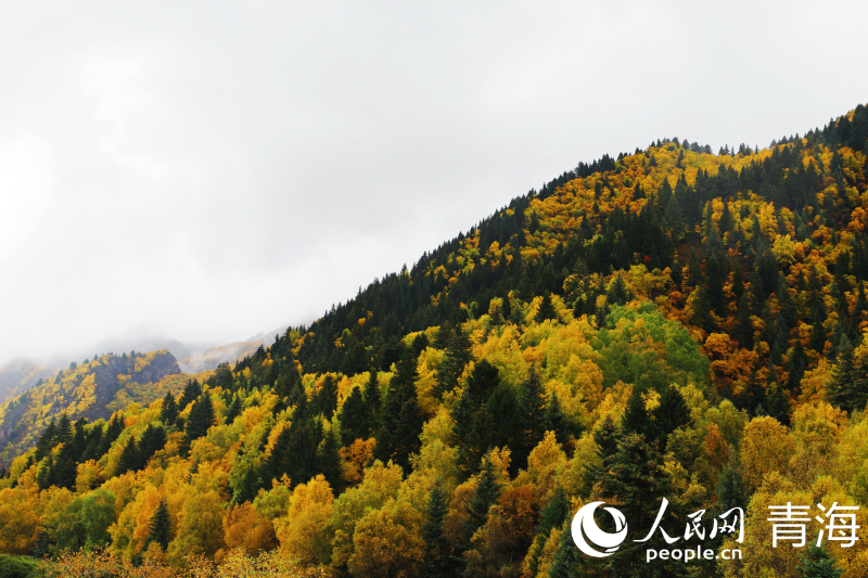 In pics: picturesque autumn scenery at Qunjia National Forest Park in NW China's Qinghai