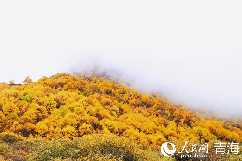 In pics: picturesque autumn scenery at Qunjia National Forest Park in NW China's Qinghai