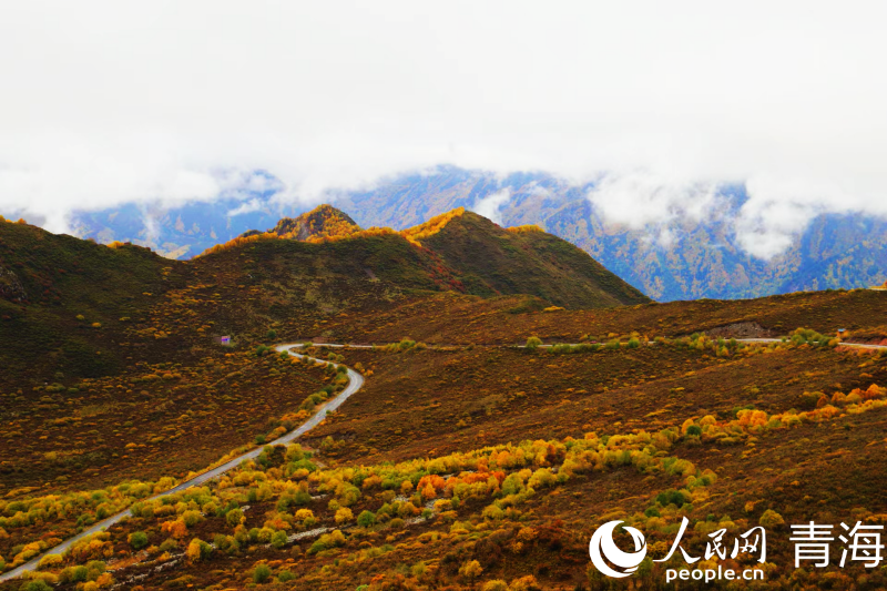 In pics: picturesque autumn scenery at Qunjia National Forest Park in NW China's Qinghai