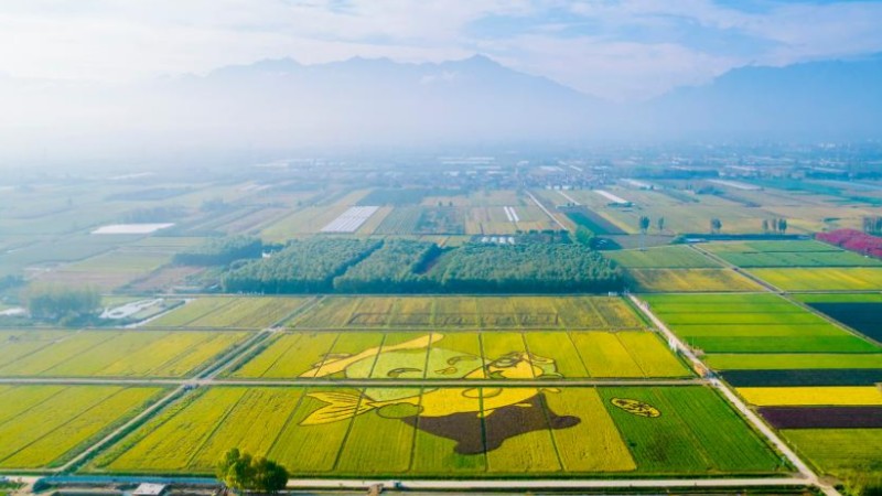 Autumn harvest in full swing across China