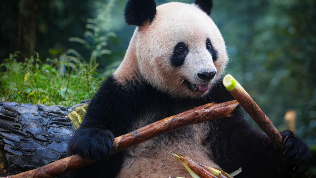 Giant panda Xiang Xiang meets public in Ya'an, SW China's Sichuan