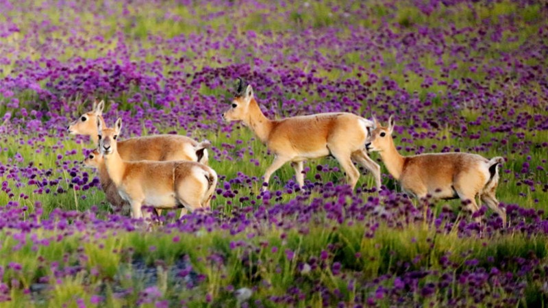 Population of endangered Przewalski's gazelle continues to grow in NW China's Qinghai
