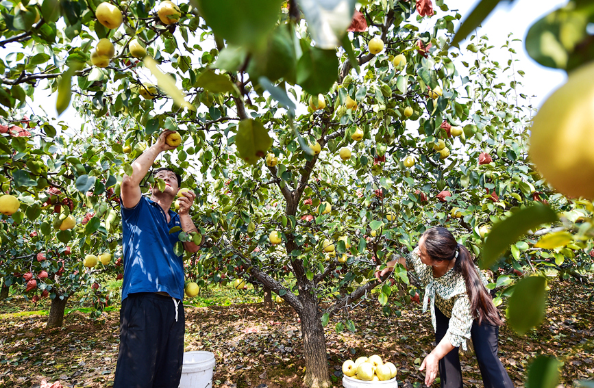 Pears enter harvest season in Luoyang, C China's Henan