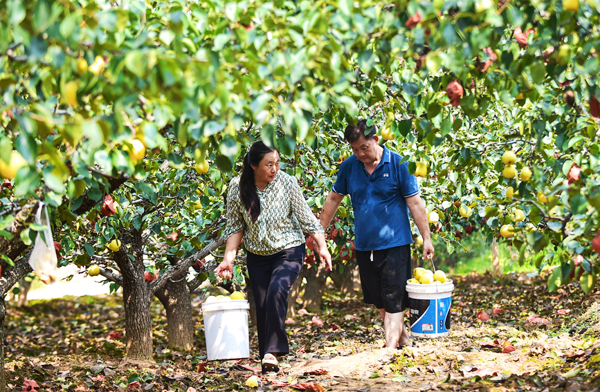 Pears enter harvest season in Luoyang, C China's Henan