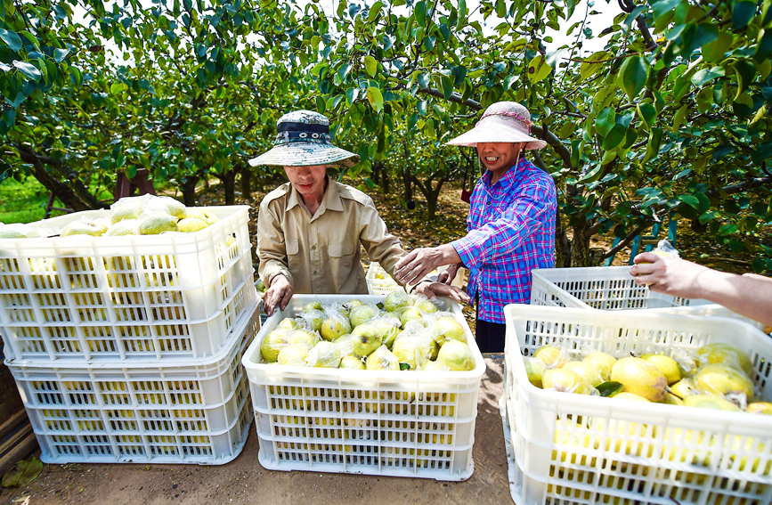Pears enter harvest season in Luoyang, C China's Henan