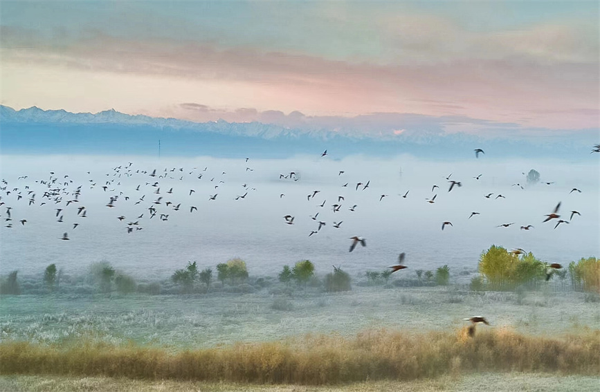 Morning mist transforms wetlands in Zhaosu, China's Xinjiang into 'Chinese ink wash painting'