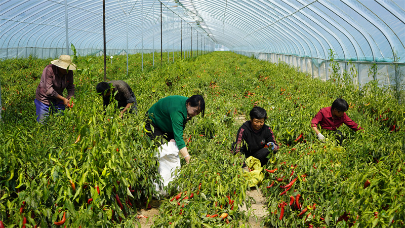 Chili peppers generate wealth for county in NW China's Shaanxi