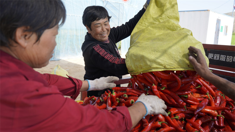 Chili peppers generate wealth for county in NW China's Shaanxi