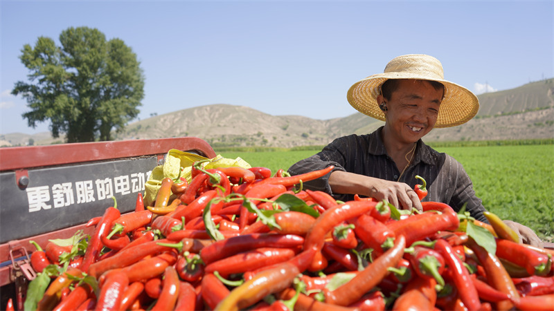 Chili peppers generate wealth for county in NW China's Shaanxi