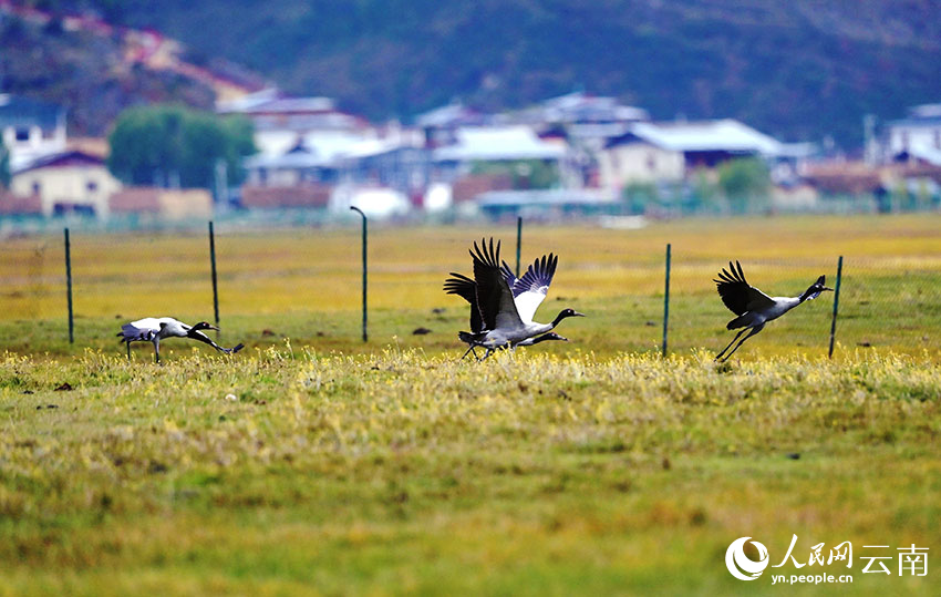 Black-necked cranes appear at Napahai Nature Reserve in SW China's Yunnan