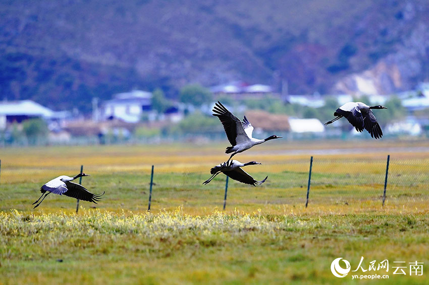 Black-necked cranes appear at Napahai Nature Reserve in SW China's Yunnan