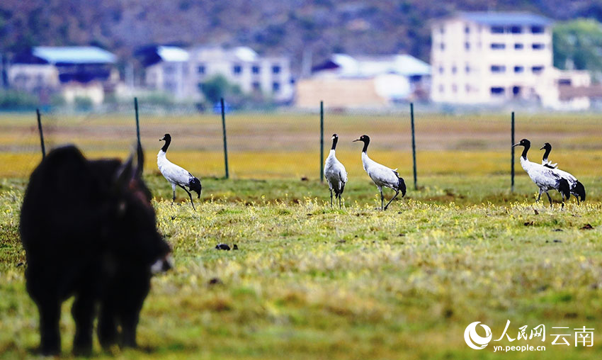 Black-necked cranes appear at Napahai Nature Reserve in SW China's Yunnan