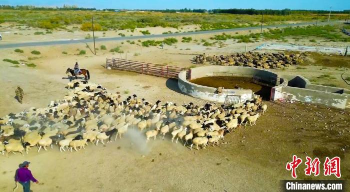 100,000 sheep take medicated bath in Heshuo, NW China's Xinjiang