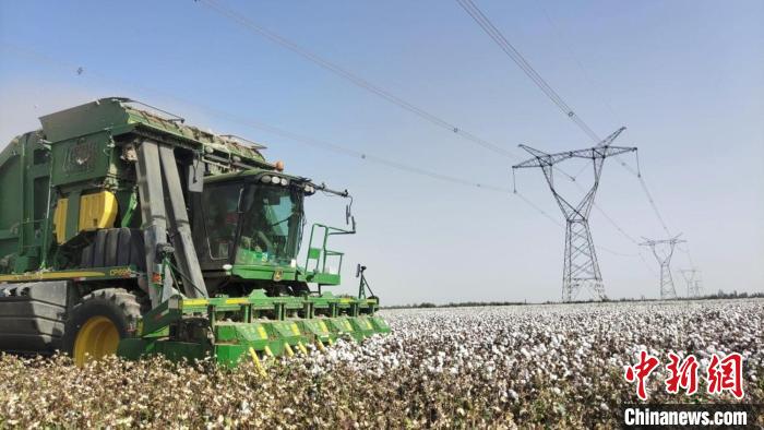 Cotton enters harvest season in Kashgar, NW China's Xinjiang