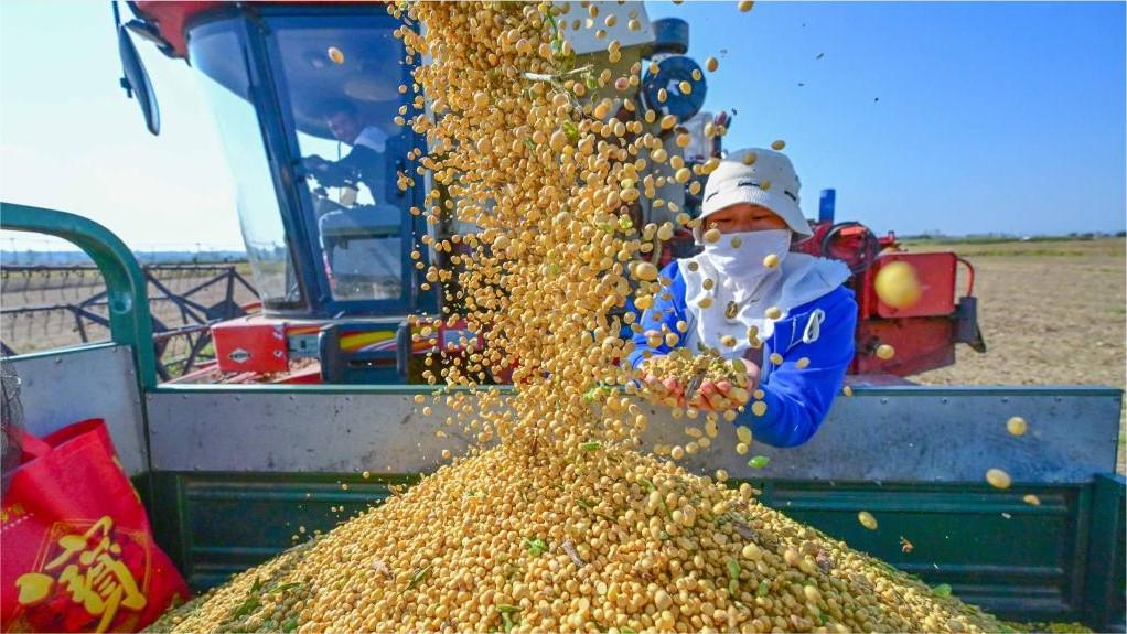 Corn harvest