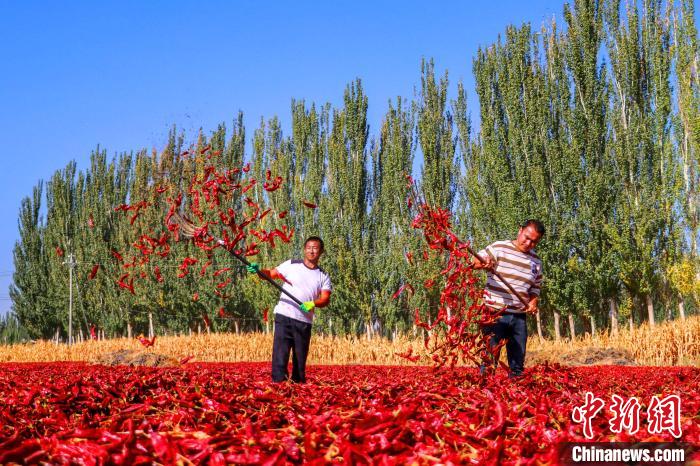 Chili peppers bring wealth to Bohu in NW China Xinjiang
