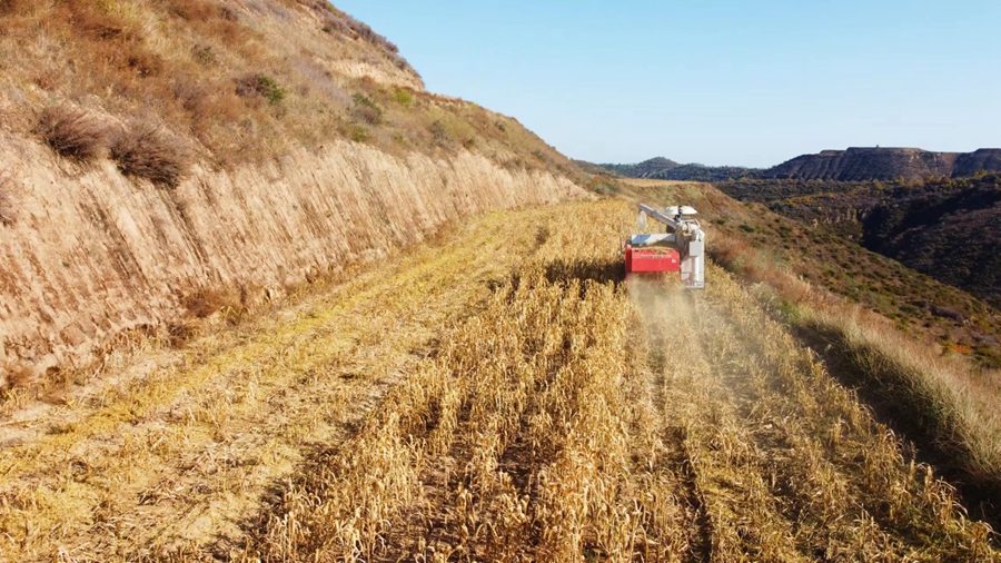 Scenes of bountiful autumn harvests across China