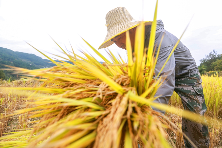 Scenes of bountiful autumn harvests across China