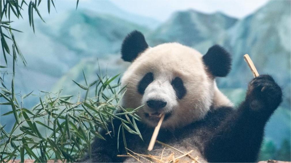 So cute! Adorable giant pandas amaze foreign journalists