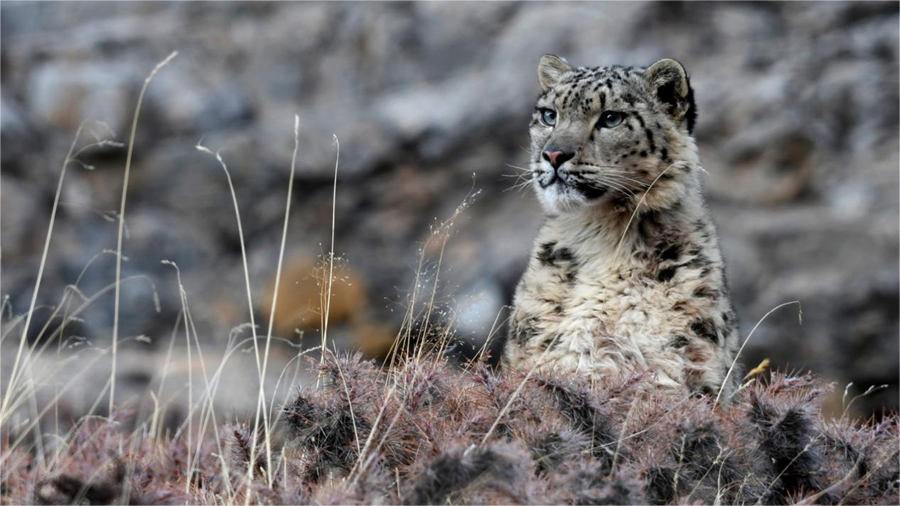 Meet snow leopard Scar, king of Qilian Mountains