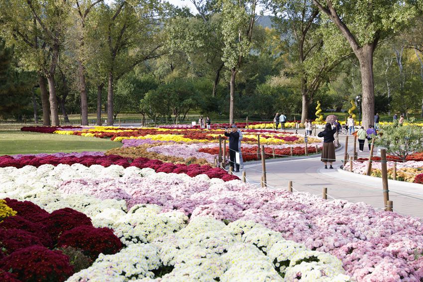 Chrysanthemums in full bloom in Beijing