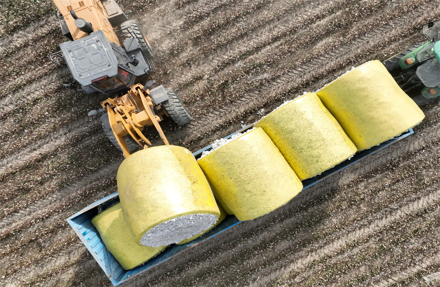 Cotton enters harvest season in Bayingolin Mongolian Autonomous Prefecture, NW China's Xinjiang