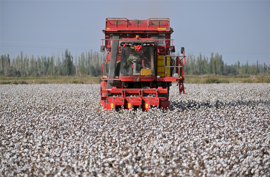 Cotton enters harvest season in Bayingolin Mongolian Autonomous Prefecture, NW China's Xinjiang