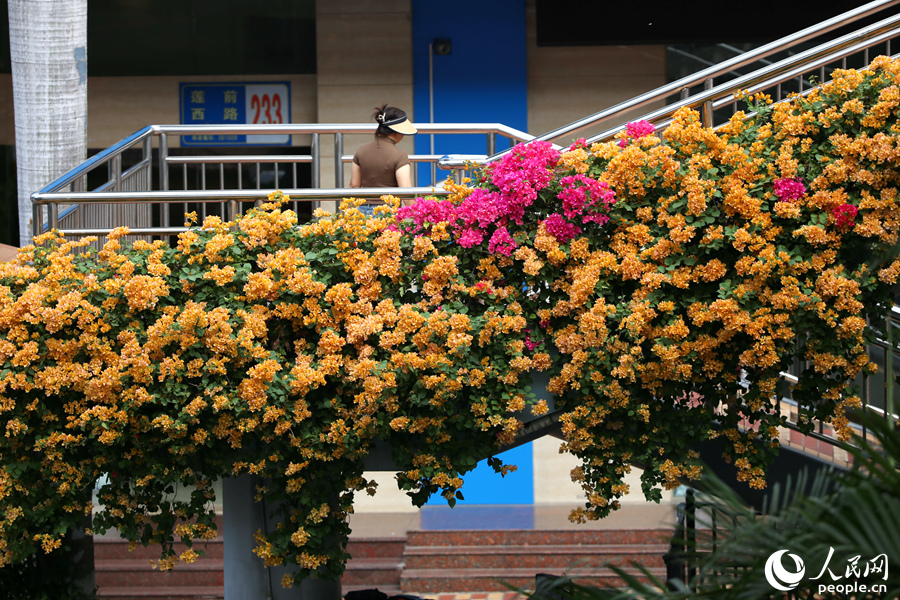 Champagne-colored bougainvillea flowers in full bloom in Xiamen, SE China's Fujian