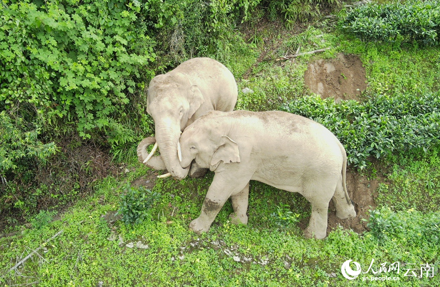 Wild Asian elephants play happily in SW China's Yunnan