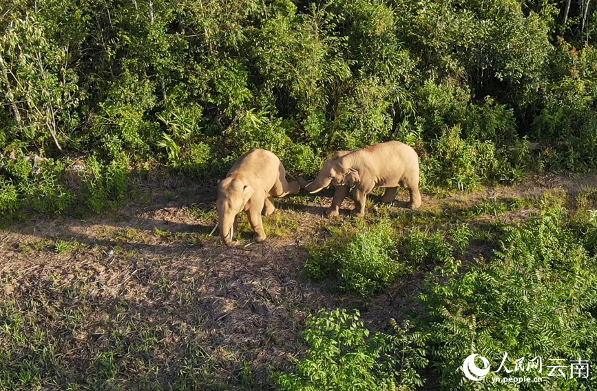 Wild Asian elephants play happily in SW China's Yunnan