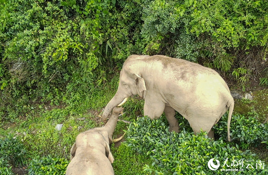 Wild Asian elephants play happily in SW China's Yunnan