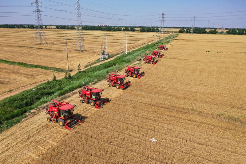 In pics: Autumn harvests across China