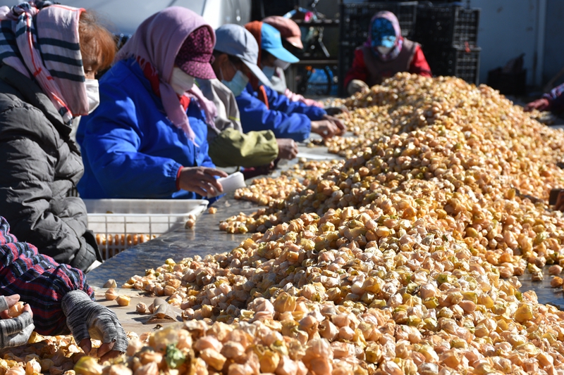 In pics: Autumn harvests across China