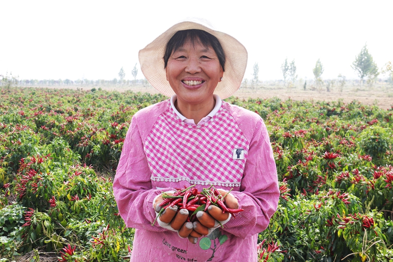 In pics: Autumn harvests across China