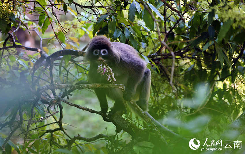 Phayre's leaf monkeys eat tung tree flowers in SW China's Yunnan