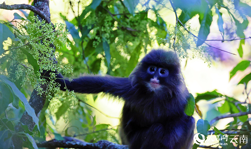 Phayre's leaf monkeys eat tung tree flowers in SW China's Yunnan