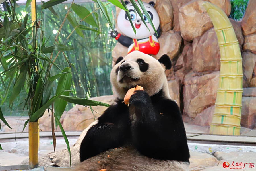 Giant panda enjoys delightful 